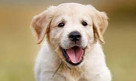 Metro Türkiye’nin hayvan refahı uygulamalarına iki önemli ödül daha