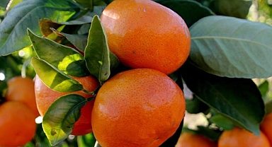 Meyvede ihracat şampiyonu mandalinanın rekoltesi iki katına çıktı 