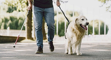 Rehber köpekler toplu ulaşımda