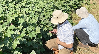 Şanlıurfa'da zararlı böcekleri teşhis edebilecek proje geliştirildi