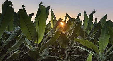 Soğuk zincir eksikliği dolayısıyla 950 milyon insana yetecek gıda israf oluyor