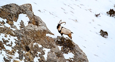 Türkiye'de Yaban Keçileri