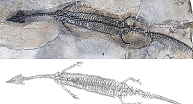 244 milyon yıl önce yaşamış