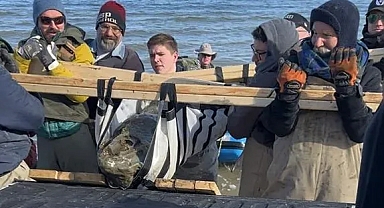 ABD'de 12 milyon yıllık balina kafatası keşfedildi