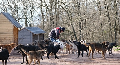 Adapazarı Belediyesi sahipsiz sokak hayvanlarına umut oluyor