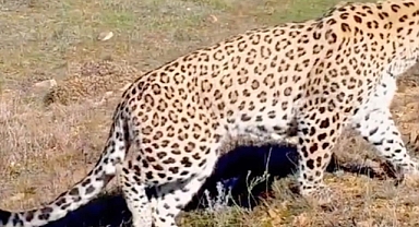 Anadolu leoparı iki ayrı bölgede yeniden görüntülendi