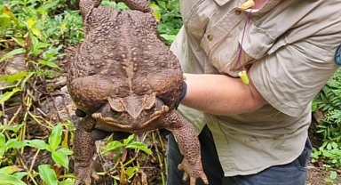 Avustralya'da Dünyanın en büyük kara kurbağası bulundu: