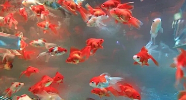 Balıklar sahiplerinin kredi kartıyla alışveriş yaptı