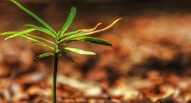 Batılı devletler sömürgelerinde başlattığı iklim krizini bu ülkelere müdahale aracı olarak kullanıyor