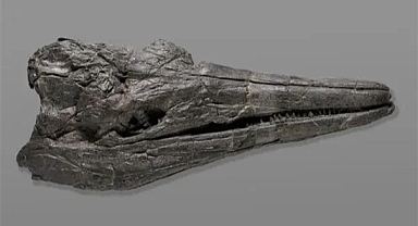 Bilinen İlk Dev'in Büyüklüğü Şaşırttı