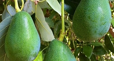 BİR AVOKADO 270 LT SU HARCIYOR!!