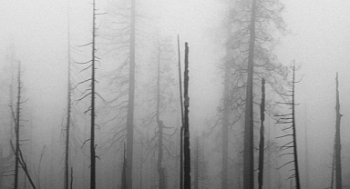 Biyoçeşitlilik için dönüşüm