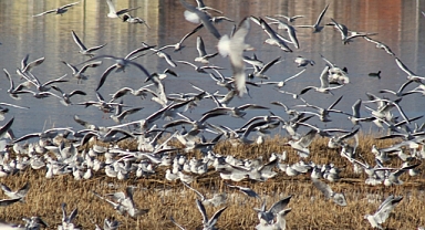 Değişen iklim şartları bazı hayvanların neslini tehlikeye atabilir