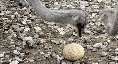 deve kuşları sıcaklar nedeniyle erken yumurtladı