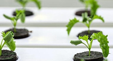 Dikey tarım yüksek su tasarrufu ve minimum karbon salımı sağlıyor