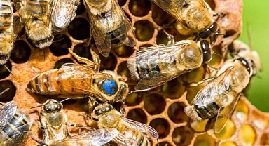 Dünyanın ilk bal arısı aşısı onay aldı