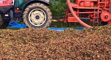 Giresun Ticaret Borsası fındığın yeşil dış kabuğundan pelet üretecek