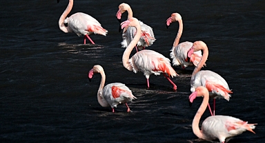 Göçmen kuşlar sıcak hava nedeniyle Avrupa'da kaldı