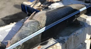 Görenler dönüp bir kez daha baktı! 75 kiloluk dev Turna balığı