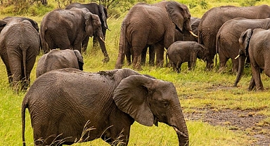 Güney Afrika'da artan fil nüfusu, yerel ekosistemi tehdit ediyor ​​​​​​​