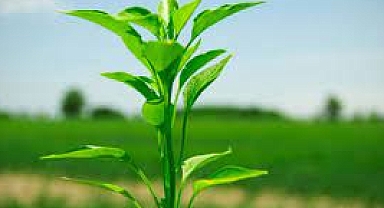 Hangi rahatsızlıkta hangi bitkiden yararlanılmalı?