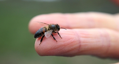 Hava sıcaklıklarının artması arılara zarar verecek