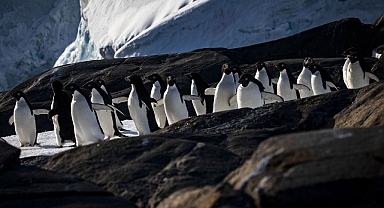İklim değişikliği deniz kuşlarının varlığını tehdit ediyor