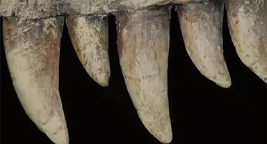 İlk dinozorların menüsünde ne vardı?