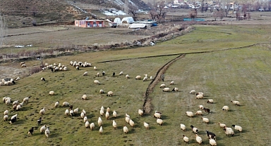 Kar kalınlığının geçen ocakta 2 metreyi aştığı Bitlis'te bu yıl hayvanlar hala merada