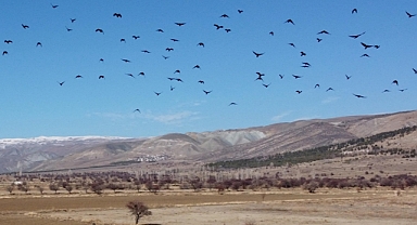 Kar yağmayınca açıkta kalan buğday tohumlarını kargalar topluyor