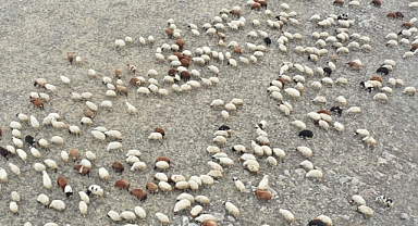 Kar yağmayınca besiciler 