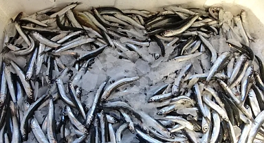 Karadeniz'de 20 yıldır bu kadar az hamsi olmadı