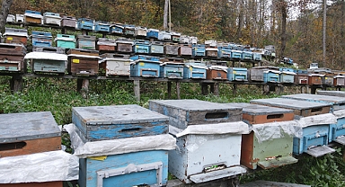 Kastamonu'nun tescilli kestane balında rekolte iklim şartları nedeniyle düştü