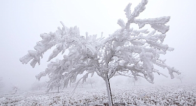 Kayısı ve badem ağaçları kırağıdan zarar gördü