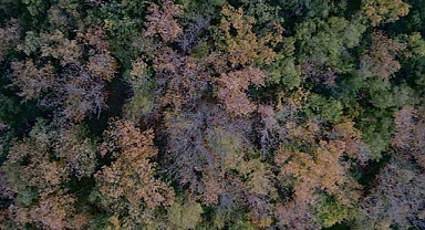 Kuraklık orman varlığını ve biyoçeşitliliği de tehdit ediyor!