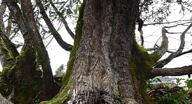 Küre Dağları'nda tesadüfen bulunan 661 yıllık kayacık ağacı koruma altına alınacak
