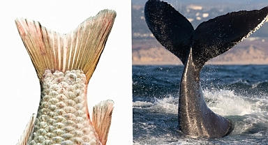 Kuyruk Yüzgeçleri Balıklarda 