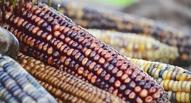 Kuzey Amerika’da Tarıma Geçiş, Ölüm Oranlarıyla İlişkili