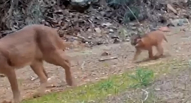 Muğla'da nesli tükenme tehlikesindeki karakulak ve iki yavrusu görüntülendi