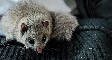 Nesli tehlike altında olan yediuyur görüldü