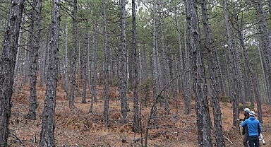 Ormanlardaki yaşlı ağaçlar yaban hayvanlarının barınmasında önemli rol oynuyor