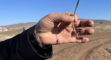 Orta Anadolu'daki kuraklık ekinin çimlenmesini geciktirdi