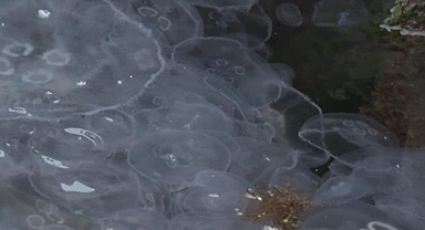 Sarıyer'de sahil boyunca denizanası yoğunluğu yaşanıyor.