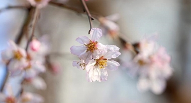 Sıcaklığın mevsim normallerinin üstünde olduğu Kırklareli'nde badem ağacı çiçek açtı