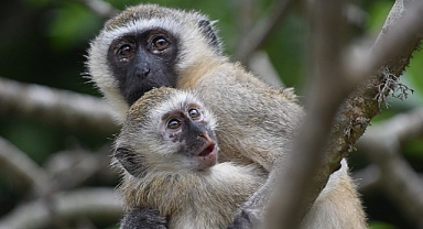 Sint Maarten' da 450 maymun (İNSAN) ekosisteme zarar verdiği için katlediliyor!!!