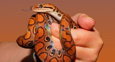 Tek bir hatanın ölümle sonlanabileceği, en tehlikeli meslekler