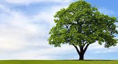 TEMA Vakfı 2022’nin Çevre Olaylarını Değerlendirdi