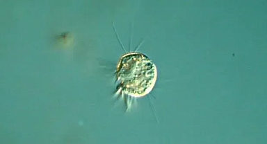 Virüslerle beslenen ilk canlı saptandı