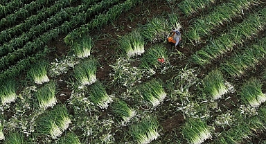 Yağışların gecikmesi kışlık sebzede rekolteyi düşürmedi
