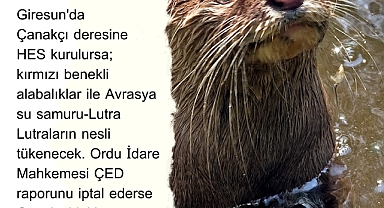 Yaz kızım: Balıkların ve su samurlarının neslinin tükenmesine...